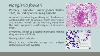 Pam Infection Parasitology 2024 | Microbes with Morgan | PPTX