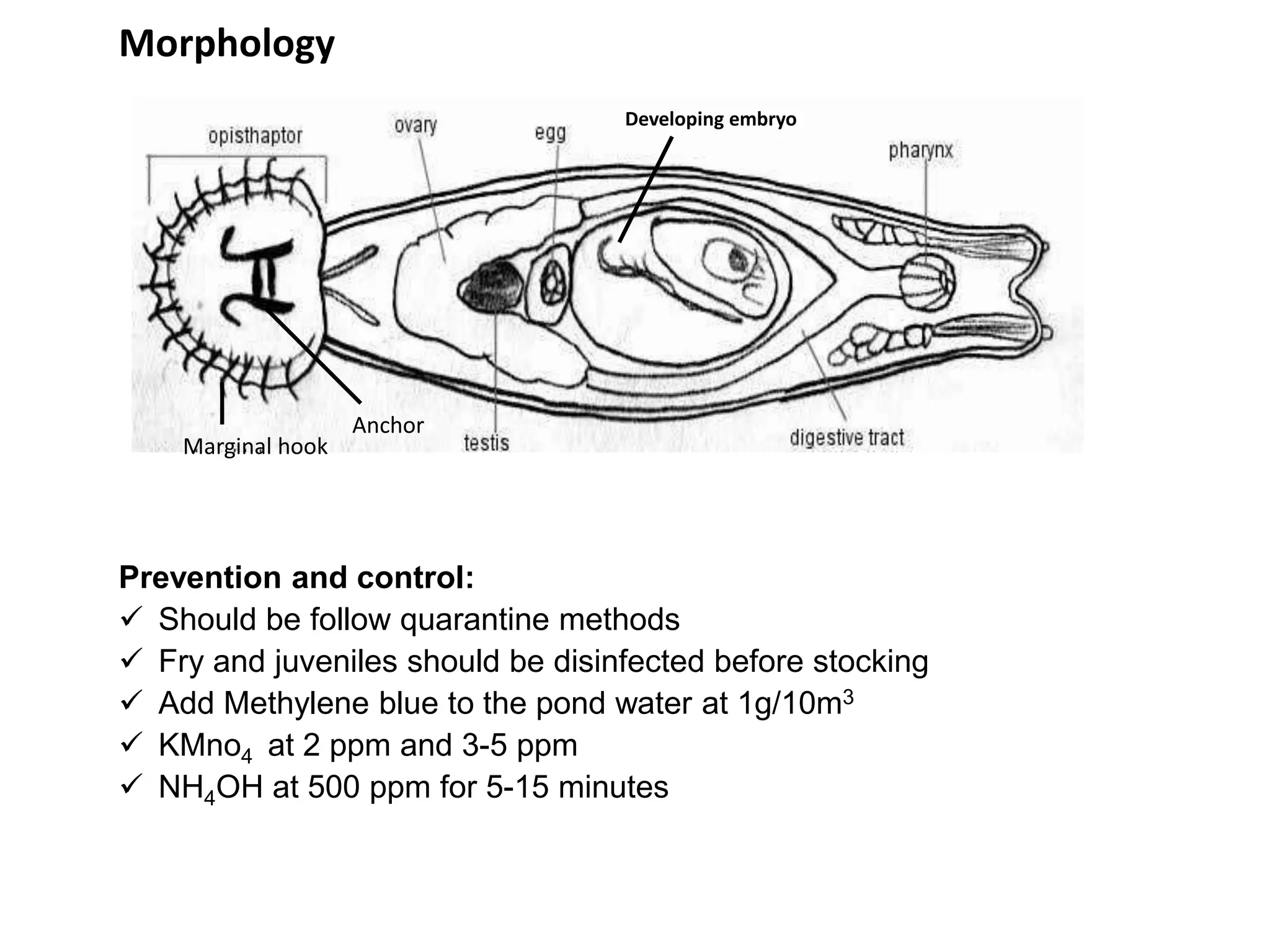 Life cycle of Protozoan parasite | PPTX