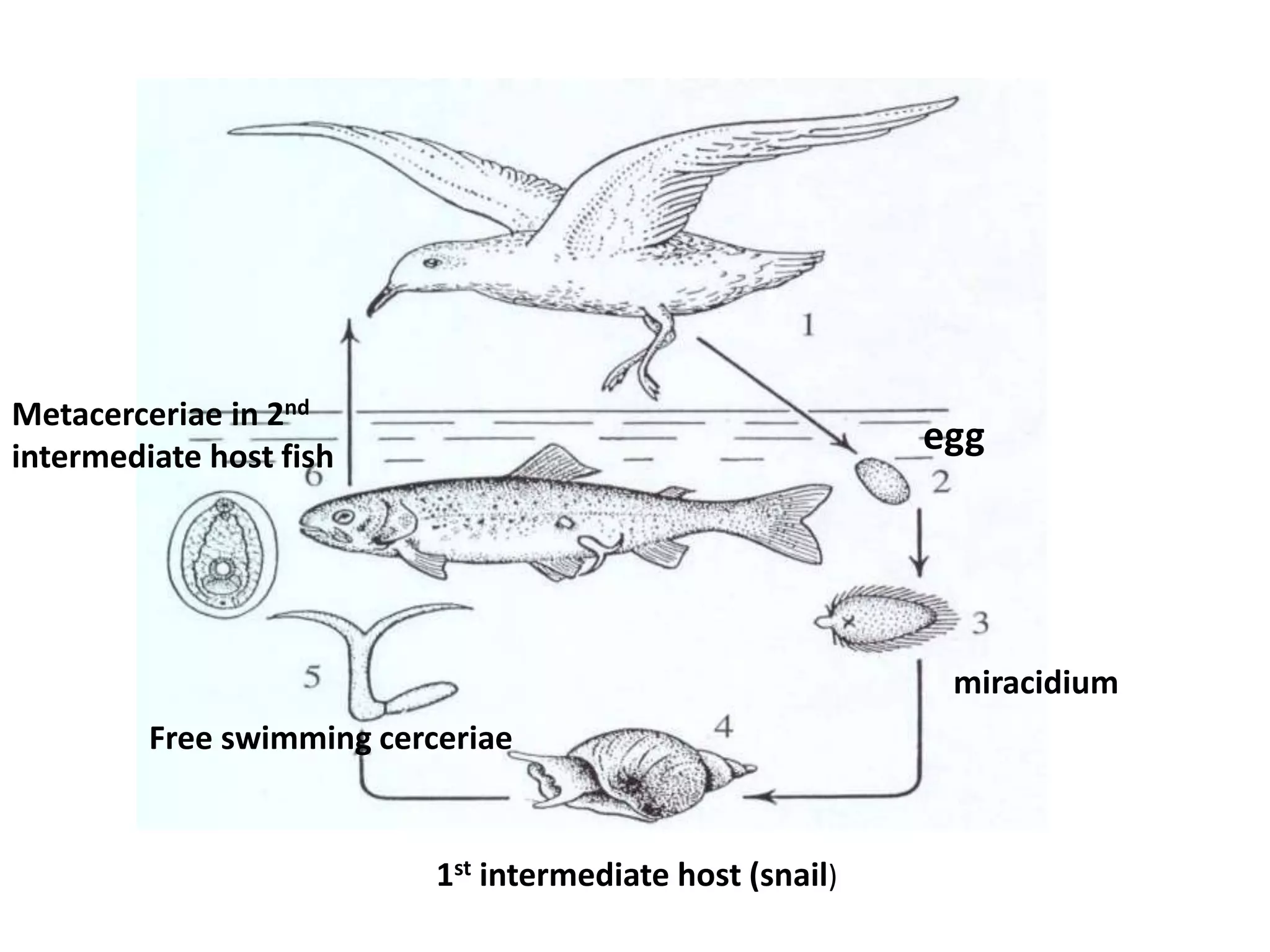 Life cycle of Protozoan parasite | PPTX