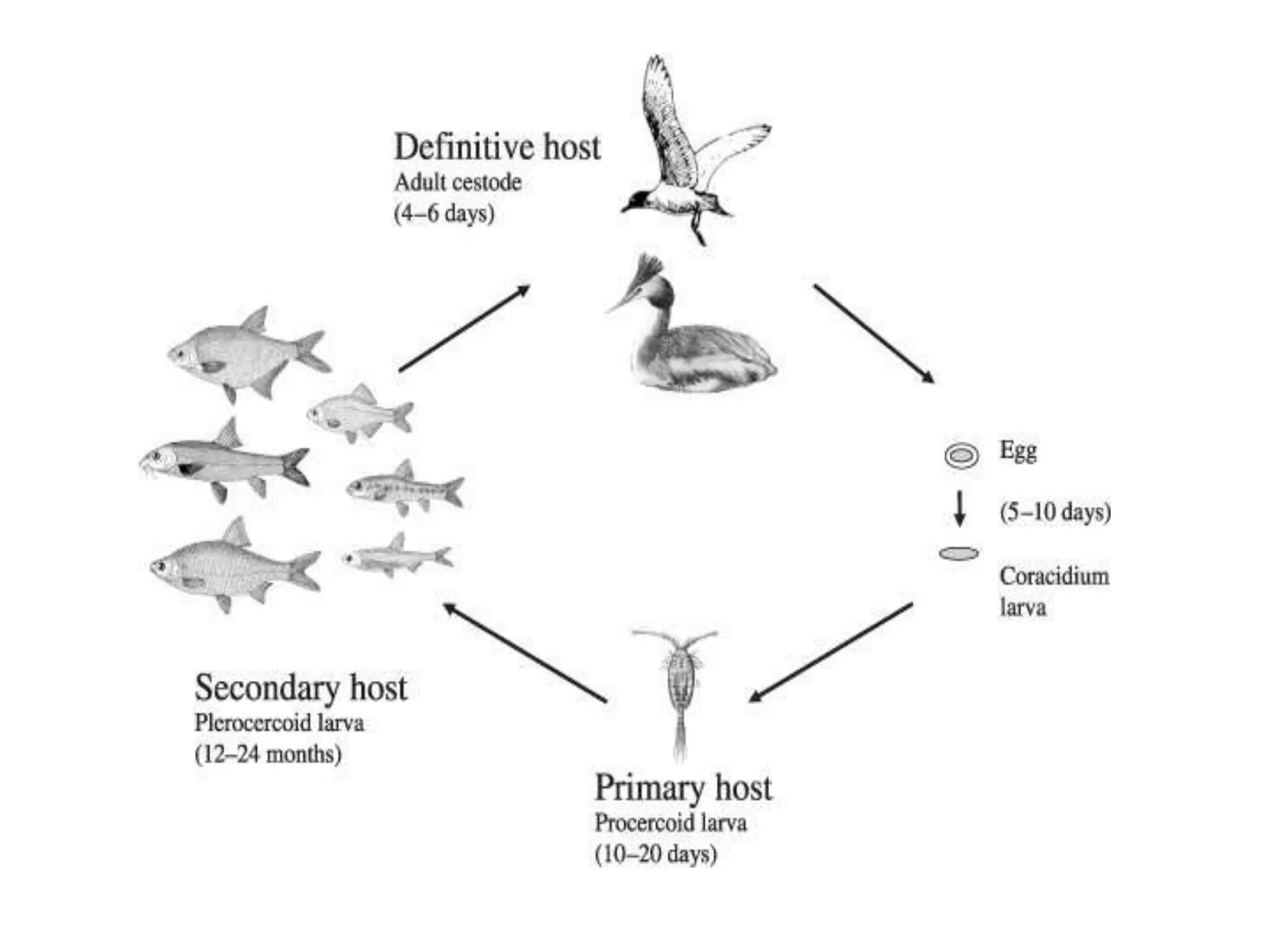 Life cycle of Protozoan parasite | PPTX