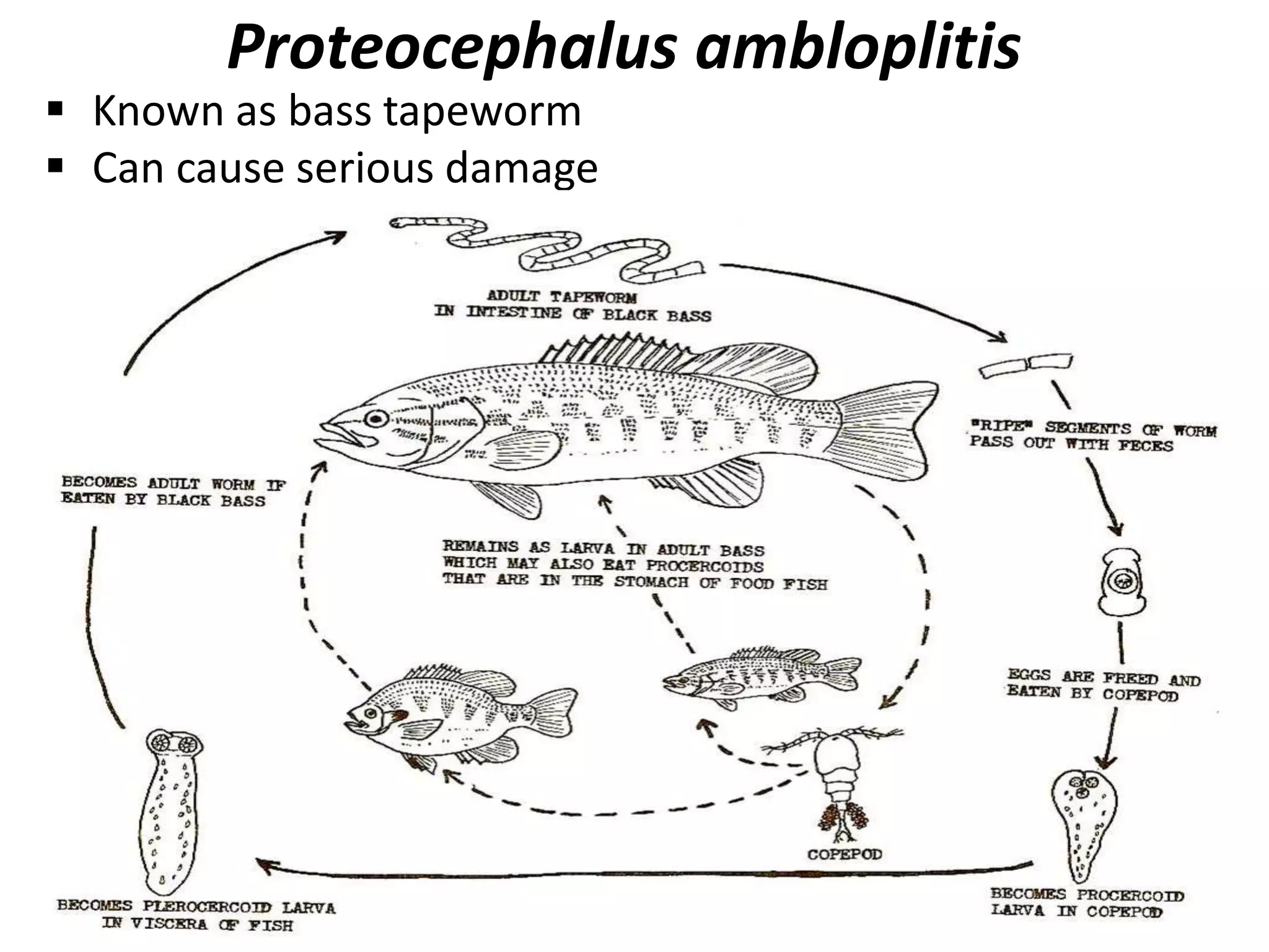 Life cycle of Protozoan parasite | PPTX
