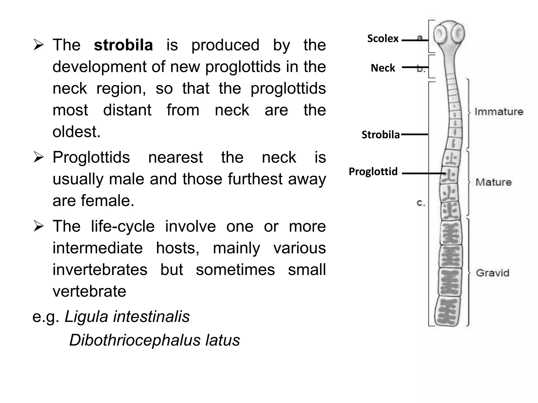 Life cycle of Protozoan parasite | PPTX