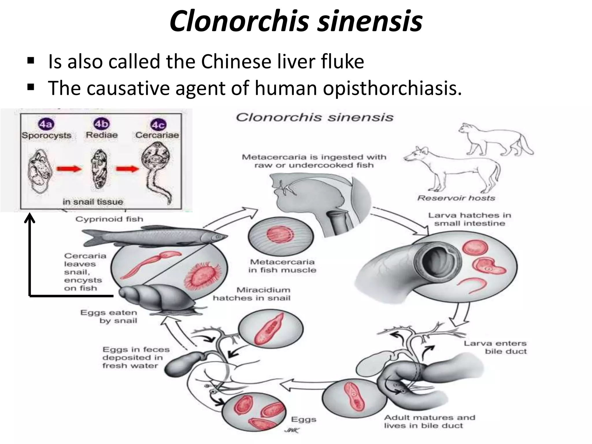 Life cycle of Protozoan parasite | PPTX
