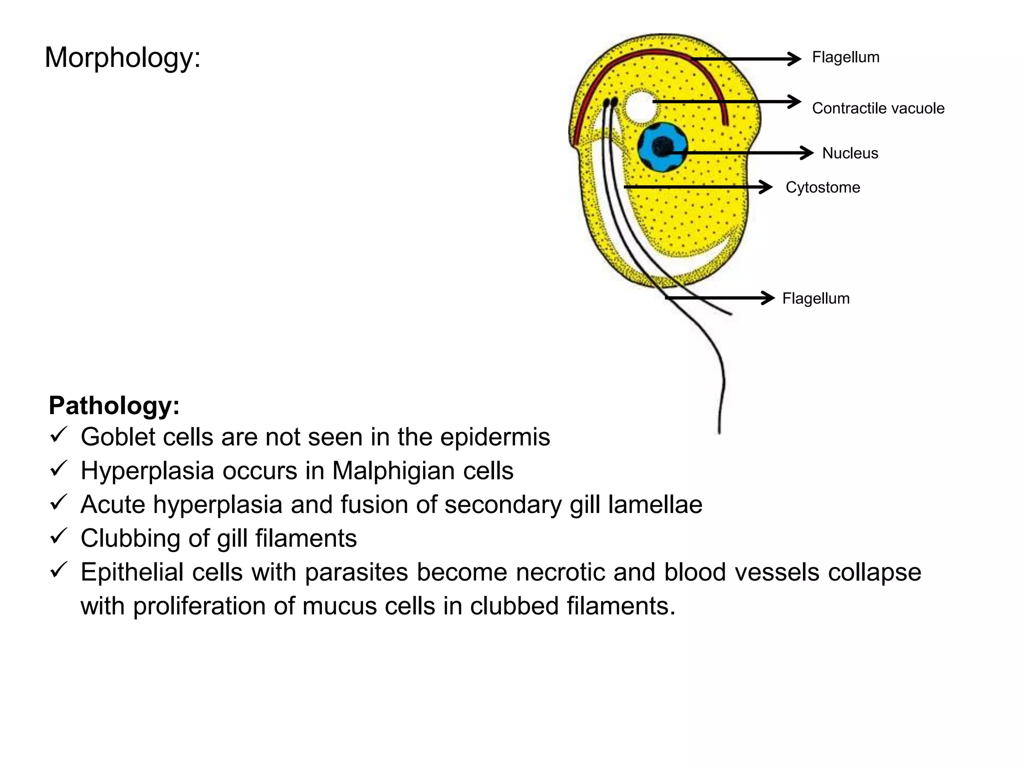 Life cycle of Protozoan parasite | PPTX