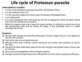 Life cycle of Protozoan parasite
Ichthyophthirius multifiliis:
• It is the most pathogenic protozoan parasites of freshwater fishes.
• It is also referred as the ‘Ich’.
• It is the causative organism of white spot/ Ich disease/ Ichthyophthiriasis.
• is an ectoparasite.
• It is easily introduced into a fish pond by new fish or equipment which has been moved
from one fish-holding unit to another.
• When the organism gets into a large fish culture facility, it is difficult to control due to its
fast reproductive cycle and its unique life stages. If not controlled, there is a 100%
mortality rate of fish.
Symptoms:
 Minute white nodules that look like white grains of salt or sugar of up to 1 mm appear on
the skin, fins and gills.
 Each white spot is an encysted parasite.
 Affected fishes show irritation, erratic movement and restless with tendency to rub on
the sides.
 Infected fish have small white spots on the skin and gills and produce excess mucus, due
to irritation.
 Some cysts joining together to form irregular patches.
 Damage caused to the gill tissue of an infected fish can also reduce respiratory efficiency.
 