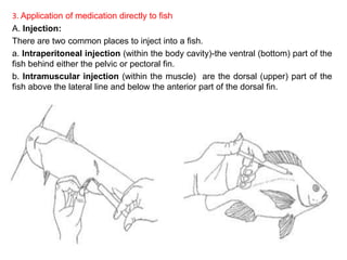 Intraperitoneal Injection Fish Life cycle of Protozoan parasite | PPTX