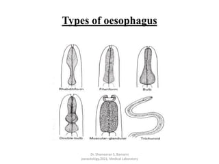 introduction to Nematode and Ascaris lumbricodies | PDF
