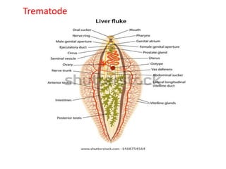 Trematode
 