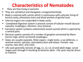 Characteristics of Nematodes
 They are free-living or parasitic
 They are cylindrical and elongated, unsegmented body
 Body is covered with cuticle which is continuous with cuticular lining of
buccal cavity, alimentary tract and distal portion of genital tract
 Internal organs are suspended in body cavity
 Completed Digestive system is present consist of tubular-mouth (buccal
capsule), esophagus, intestine, anus (cloaca).
 Excretory system contains unbranched vessels (canal) which is opened by
a ventral pore.
 Nervous system consists of a number of ganglias connected by fibers
(nerve ring), which surrounds esophagus.
 Sexes are usually separate. Male organs- single testis, a vas deferens, a
seminal vesicle, spicules, ejaculatory duct and cloaca. Female- two
ovaries, two uteri, and vulva.
 Life cycle generally consists of egg, L1, L2, L3, L4 and adult stage. Larval
stages pass through 4 moulting to become adult. Life cycle may be direct
or indirect.
 