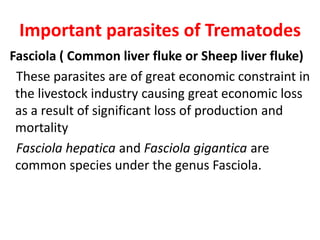 Important parasites of Trematodes
Fasciola ( Common liver fluke or Sheep liver fluke)
These parasites are of great economic constraint in
the livestock industry causing great economic loss
as a result of significant loss of production and
mortality
Fasciola hepatica and Fasciola gigantica are
common species under the genus Fasciola.
 