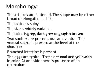 Morphology:
These flukes are flattened. The shape may be either
broad or elongated leaf like.
The cuticle is spiny.
The size is widely variable.
The color is grey, dark grey or grayish brown
Two suckers are present, oral and ventral. The
ventral sucker is present at the level of the
shoulder.
Branched intestine is present.
The eggs are typical. These are oval and yellowish
in color. At one side there is presence of an
operculum.
 