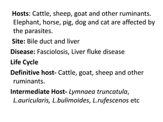 Hosts: Cattle, sheep, goat and other ruminants.
Elephant, horse, pig, dog and cat are affected by
the parasites.
Site: Bile duct and liver
Disease: Fasciolosis, Liver fluke disease
Life Cycle
Definitive host- Cattle, goat, sheep and other
ruminants.
Intermediate Host- Lymnaea truncatula,
L.auricularis, L.bulimoides, L.rufescenos etc
 
