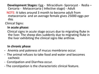 Development Stages: Egg - Miracidium -Sporocyst - Redia –
Cercaria - Metacercaria ( Infective stage) - Adult
NOTE: It takes around 3 month to become adult from
metacercaria and an average female gives 25000 eggs per
day.
Clinical Signs:
In acute phase:
Clinical signs in acute stage occurs due to migrating fluke in
the liver. The sheep dies suddenly due to migrating fluke in
the liver exhibiting the clinical signs like anthrax.
In chronic phase
- Anemia and paleness of mucus membrane occur.
- The animal refuses to take food and water and becomes
cachexic
- Constipation and Diarrhea occur.
- The constipation is the characteristic clinical feature.
 