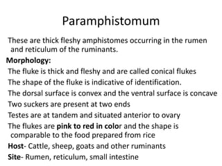Paramphistomum
These are thick fleshy amphistomes occurring in the rumen
and reticulum of the ruminants.
Morphology:
The fluke is thick and fleshy and are called conical flukes
The shape of the fluke is indicative of identification.
The dorsal surface is convex and the ventral surface is concave
Two suckers are present at two ends
Testes are at tandem and situated anterior to ovary
The flukes are pink to red in color and the shape is
comparable to the food prepared from rice
Host- Cattle, sheep, goats and other ruminants
Site- Rumen, reticulum, small intestine
 
