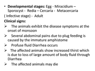 • Developmental stages: Egg - Miracidium –
Sporocyst - Redia – Cercaria - Metacercaria
( Infective stage) - Adult
Clinical signs:
 The animals exhibit the disease symptoms at the
onset of monsoon
 Several abdominal pains due to plug feeding is
caused by the immature amphistome
 Profuse fluid Diarrhea occurs
 The affected animals show increased thirst which
is due to loss of large amount of body fluid through
Diarrhea
 The affected animals may die
 