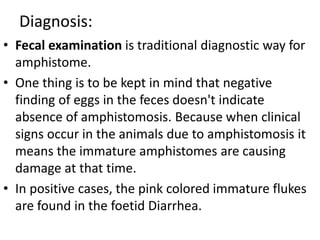 Diagnosis:
• Fecal examination is traditional diagnostic way for
amphistome.
• One thing is to be kept in mind that negative
finding of eggs in the feces doesn't indicate
absence of amphistomosis. Because when clinical
signs occur in the animals due to amphistomosis it
means the immature amphistomes are causing
damage at that time.
• In positive cases, the pink colored immature flukes
are found in the foetid Diarrhea.
 