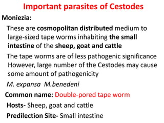 Important parasites of Cestodes
Moniezia:
These are cosmopolitan distributed medium to
large-sized tape worms inhabiting the small
intestine of the sheep, goat and cattle
The tape worms are of less pathogenic significance
However, large number of the Cestodes may cause
some amount of pathogenicity
M. expansa M.benedeni
Common name: Double-pored tape worm
Hosts- Sheep, goat and cattle
Predilection Site- Small intestine
 