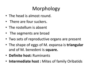 Morphology
• The head is almost round.
• There are four suckers.
• The rostellum is absent
• The segments are broad
• Two sets of reproductive organs are present
• The shape of eggs of M. expansa is triangular
and of M. benedeni is square.
• Definite host: Ruminants
• Intermediate host : Mites of family Oribatids
 