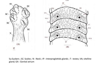 Su:Suckers ; SC: Scolex ; N : Neck ; IP : Interproglottids glands ; T : testes; VA; vitelline
gland; GA : Genital atrium
 