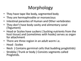 Morphology
• They have tape like body, segmented body
• They are hermaphrodite or monoecious
• Intestinal parasites of Human and Other vertebrates
• They don’t have body cavity and alimentary canal
(Tegument)
• Head or Scolex have suckers ( Sucking nutrients from the
host tissue) and (sometimes with hooks) serves as organ
for attachment
• There are three region in an adult worm i.e.
- Head : Scolex
- Neck ( Contains germinal cells that budding proglottids)
- Strobila ( Trunk or body ) Consists segments called
Proglotids.
 