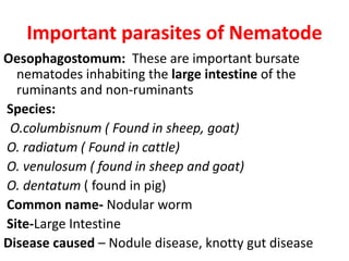 Important parasites of Nematode
Oesophagostomum: These are important bursate
nematodes inhabiting the large intestine of the
ruminants and non-ruminants
Species:
O.columbisnum ( Found in sheep, goat)
O. radiatum ( Found in cattle)
O. venulosum ( found in sheep and goat)
O. dentatum ( found in pig)
Common name- Nodular worm
Site-Large Intestine
Disease caused – Nodule disease, knotty gut disease
 