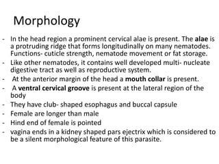 Morphology
- In the head region a prominent cervical alae is present. The alae is
a protruding ridge that forms longitudinally on many nematodes.
Functions- cuticle strength, nematode movement or fat storage.
- Like other nematodes, it contains well developed multi- nucleate
digestive tract as well as reproductive system.
- At the anterior margin of the head a mouth collar is present.
- A ventral cervical groove is present at the lateral region of the
body
- They have club- shaped esophagus and buccal capsule
- Female are longer than male
- Hind end of female is pointed
- vagina ends in a kidney shaped pars ejectrix which is considered to
be a silent morphological feature of this parasite.
 