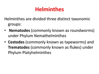 Helminthes
Helminthes are divided three distinct taxonomic
groups:
• Nematodes (commonly known as roundworms)
under Phylum Nemathelminthes
• Cestodes (commonly known as tapeworms) and
Trematodes (commonly known as flukes) under
Phylum Platyhelminthes
 