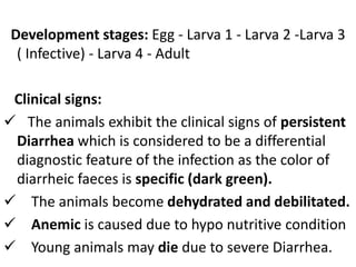 Development stages: Egg - Larva 1 - Larva 2 -Larva 3
( Infective) - Larva 4 - Adult
Clinical signs:
 The animals exhibit the clinical signs of persistent
Diarrhea which is considered to be a differential
diagnostic feature of the infection as the color of
diarrheic faeces is specific (dark green).
 The animals become dehydrated and debilitated.
 Anemic is caused due to hypo nutritive condition
 Young animals may die due to severe Diarrhea.
 