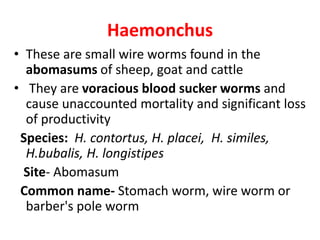 Haemonchus
• These are small wire worms found in the
abomasums of sheep, goat and cattle
• They are voracious blood sucker worms and
cause unaccounted mortality and significant loss
of productivity
Species: H. contortus, H. placei, H. similes,
H.bubalis, H. longistipes
Site- Abomasum
Common name- Stomach worm, wire worm or
barber's pole worm
 