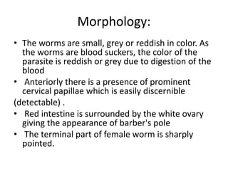 Morphology:
• The worms are small, grey or reddish in color. As
the worms are blood suckers, the color of the
parasite is reddish or grey due to digestion of the
blood
• Anteriorly there is a presence of prominent
cervical papillae which is easily discernible
(detectable) .
• Red intestine is surrounded by the white ovary
giving the appearance of barber's pole
• The terminal part of female worm is sharply
pointed.
 