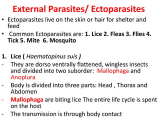 External Parasites/ Ectoparasites
• Ectoparasites live on the skin or hair for shelter and
feed
• Common Ectoparasites are: 1. Lice 2. Fleas 3. Flies 4.
Tick 5. Mite 6. Mosquito
1. Lice ( Haematopinus suis )
- They are dorso ventrally flattened, wingless insects
and divided into two suborder: Mallophaga and
Anoplura
- Body is divided into three parts: Head , Thorax and
Abdomen
- Mallophaga are biting lice The entire life cycle is spent
on the host
- The transmission is through body contact
 