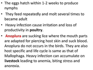 • The eggs hatch within 1-2 weeks to produce
nymphs
• They feed repeatedly and molt several times to
became adult
• Heavy infection cause irritation and loss of
productivity in poultry.
• Anoplura are sucking lice where the mouth parts
are adapted for piercing host skin and suck blood.
Anoplura do not occurs in the birds. They are also
host specific and life cycle is same as that of
Mallophaga. Heavy infection can accumulate on
livestock leading to anemia, biting stress and
anorexia.
 