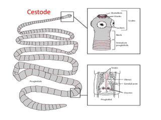 Cestode
 