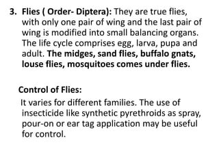 3. Flies ( Order- Diptera): They are true flies,
with only one pair of wing and the last pair of
wing is modified into small balancing organs.
The life cycle comprises egg, larva, pupa and
adult. The midges, sand flies, buffalo gnats,
louse flies, mosquitoes comes under flies.
Control of Flies:
It varies for different families. The use of
insecticide like synthetic pyrethroids as spray,
pour-on or ear tag application may be useful
for control.
 