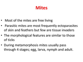 Mites
• Most of the mites are free living
• Parasitic mites are most frequently ectoparasites
of skin and feathers but few are tissue invaders
• The morphological features are similar to those
of ticks
• During metamorphosis mites usually pass
through 4 stages; egg, larva, nymph and adult.
 