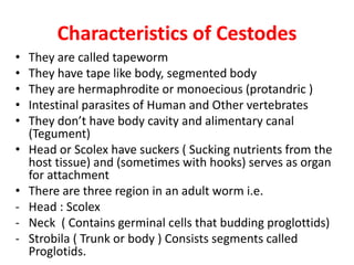 Characteristics of Cestodes
• They are called tapeworm
• They have tape like body, segmented body
• They are hermaphrodite or monoecious (protandric )
• Intestinal parasites of Human and Other vertebrates
• They don’t have body cavity and alimentary canal
(Tegument)
• Head or Scolex have suckers ( Sucking nutrients from the
host tissue) and (sometimes with hooks) serves as organ
for attachment
• There are three region in an adult worm i.e.
- Head : Scolex
- Neck ( Contains germinal cells that budding proglottids)
- Strobila ( Trunk or body ) Consists segments called
Proglotids.
 
