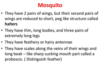 Mosquito
• They have 2 pairs of wings, but their second pairs of
wings are reduced to short, peg like structure called
halters
• They have thin, long bodies, and three pairs of
extremely long legs
• They have feathery or hairy antennae
• They have scales along the veins of their wings and
long beak – like sharp sucking mouth part called a
proboscis. ( Distinguish feather)
 