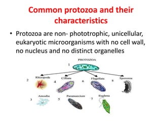 Common protozoa and their
characteristics
• Protozoa are non- phototrophic, unicellular,
eukaryotic microorganisms with no cell wall,
no nucleus and no distinct organelles
 