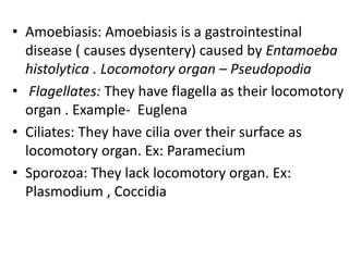 • Amoebiasis: Amoebiasis is a gastrointestinal
disease ( causes dysentery) caused by Entamoeba
histolytica . Locomotory organ – Pseudopodia
• Flagellates: They have flagella as their locomotory
organ . Example- Euglena
• Ciliates: They have cilia over their surface as
locomotory organ. Ex: Paramecium
• Sporozoa: They lack locomotory organ. Ex:
Plasmodium , Coccidia
 