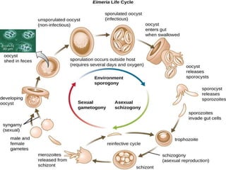 Parasitology [Autosaved].pptx