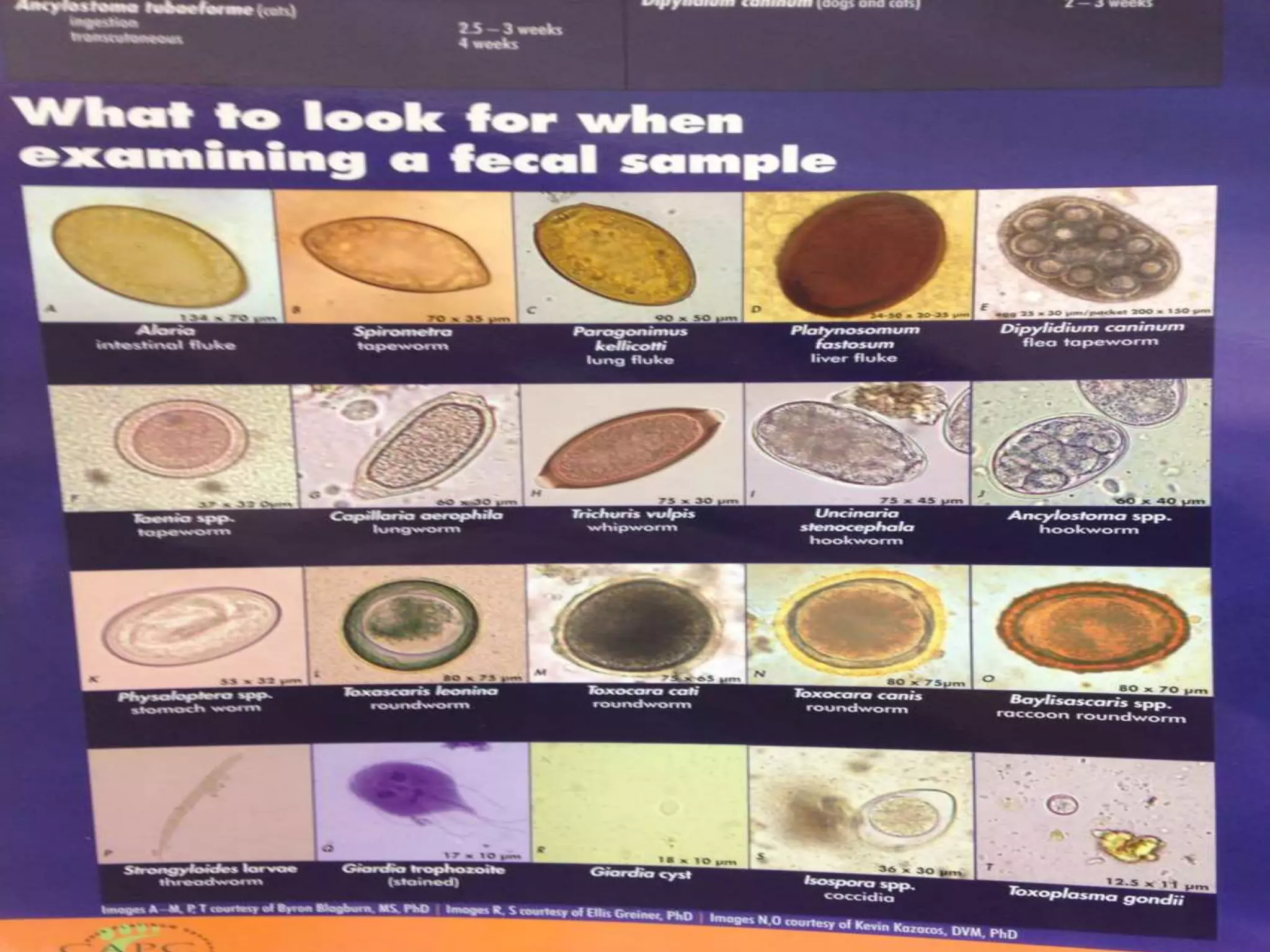 Parasitology Basic Identification methods | PPTX