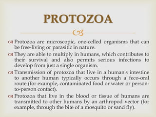 
 Protozoa are microscopic, one-celled organisms that can
be free-living or parasitic in nature.
 They are able to multiply in humans, which contributes to
their survival and also permits serious infections to
develop from just a single organism.
 Transmission of protozoa that live in a human's intestine
to another human typically occurs through a feco-oral
route (for example, contaminated food or water or person-
to-person contact).
 Protozoa that live in the blood or tissue of humans are
transmitted to other humans by an arthropod vector (for
example, through the bite of a mosquito or sand fly).
PROTOZOA
 