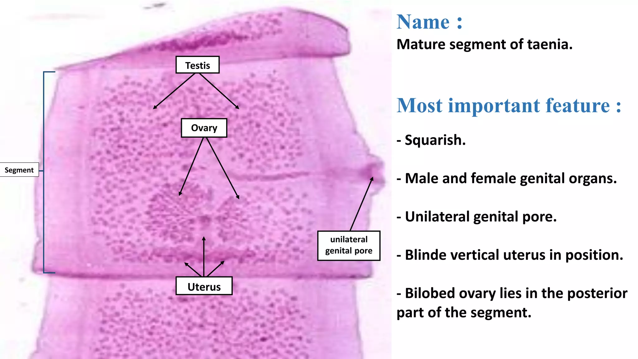 Parasitology (introduction to medical para and trematodes and cestodes ...