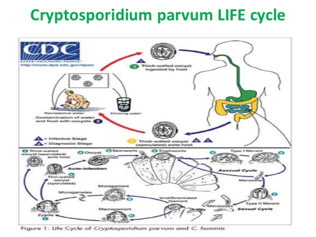 Acid fast Intestinal parasites - Parasitology isospora ...