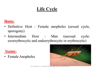 Life Cycle
Hosts:
• Definitive Host : Female anopheles (sexual cycle,
sporogony)
• Intermediate Host : Man (asexual cycle:
exoerythrocytic and endoerythrocytic or erythrocytic)
Vector:
• Female Anopheles
Dr. Shameeran S., Medical Parasitology, Health Sciences,2021
 