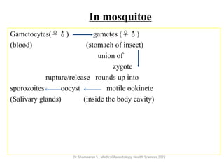 In mosquitoe
Gametocytes(♀♂) gametes (♀♂)
(blood) (stomach of insect)
union of
zygote
rupture/release rounds up into
sporozoites oocyst motile ookinete
(Salivary glands) (inside the body cavity)
Dr. Shameeran S., Medical Parasitology, Health Sciences,2021
 