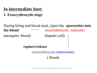 In intermediate host:
1. Exoerythrocytic stage
During biting and blood meal, inject the sporozoites into
the blood exoerythrocytic schizonts
(mosquito blood) (hepatic cell)
rupture/release
exoerythrocytic (merozoite)
( blood)
Dr. Shameeran S., Medical Parasitology, Health Sciences,2021
 
