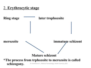 2. Erythrocytic stage
Ring stage later trophozoite
merozoite immature schizont
Mature schizont
*The process from trphozoite to merozoite is called
schizogony. Dr. Shameeran S., Medical Parasitology, Health Sciences,2021
 