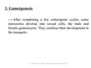 3. Gametgenesis
----After completing a few schizogonic cycles, some
merozoites develop into sexual cells, the male and
female gametocytes. They continue their development in
the mosquito.
Dr. Shameeran S., Medical Parasitology, Health Sciences,2021
 