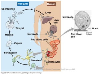 Malaria
Dr. Shameeran S., Medical Parasitology, Health Sciences,2021
 